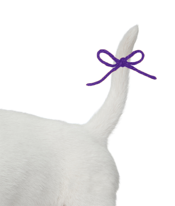 Dog Tail for Blog